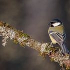 Mésange charbonnière,