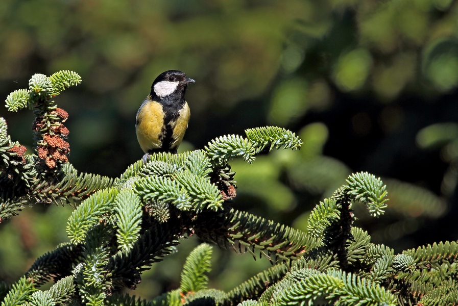 Mésange charbonnière