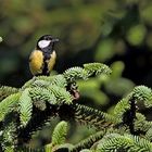 Mésange charbonnière