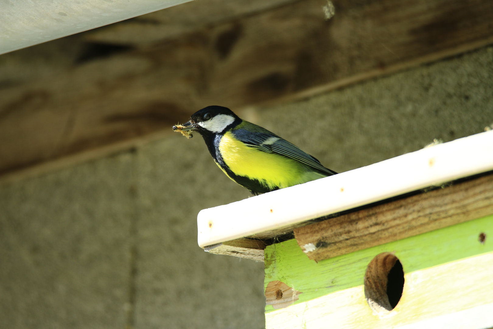 Mésange Charbonnière