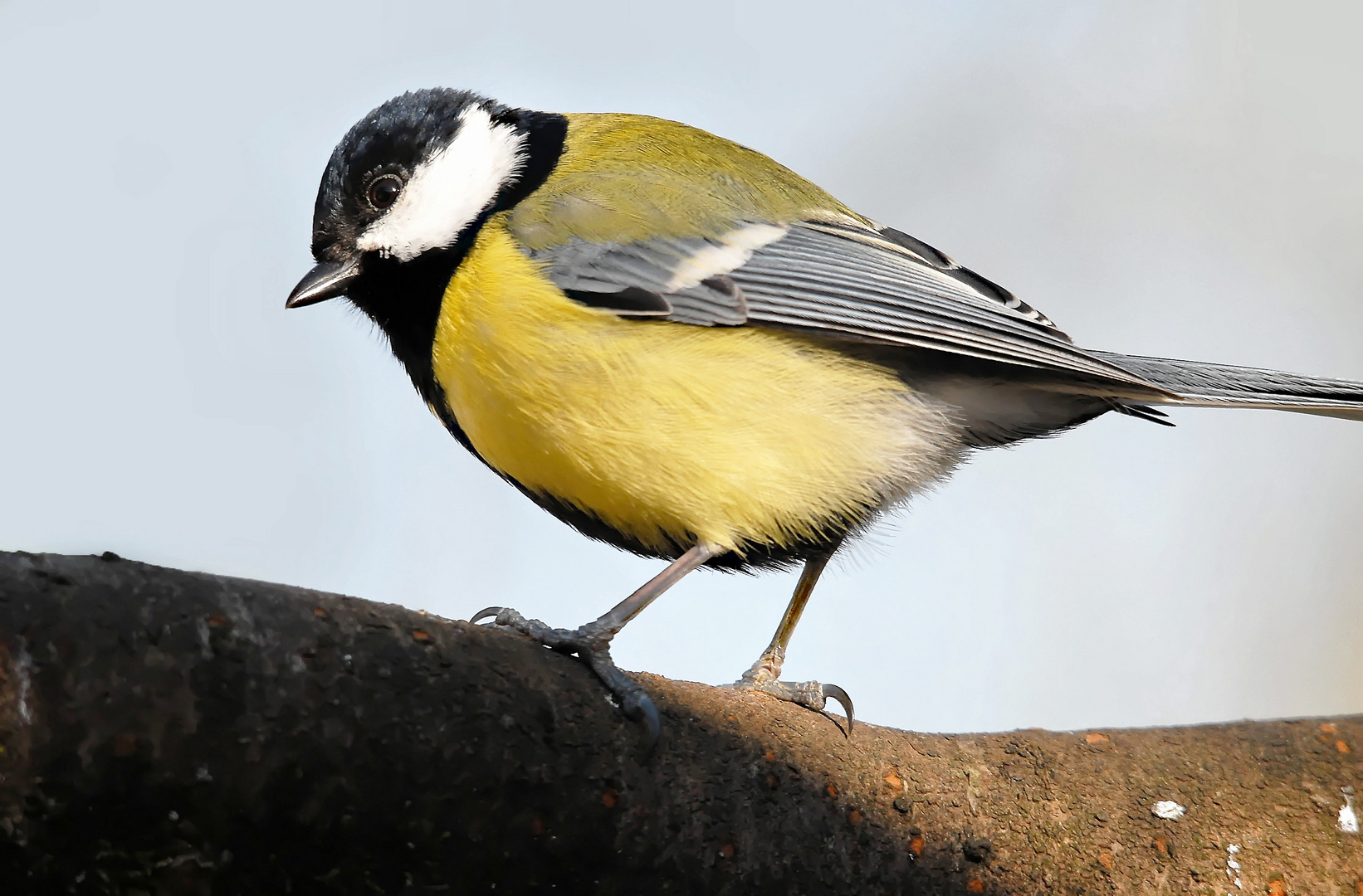 Mésange charbonnière