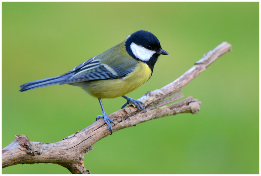 Mésange charbonnière photo et image animaux,