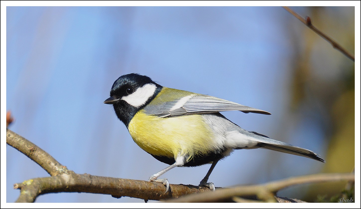 Mésange charbonniere