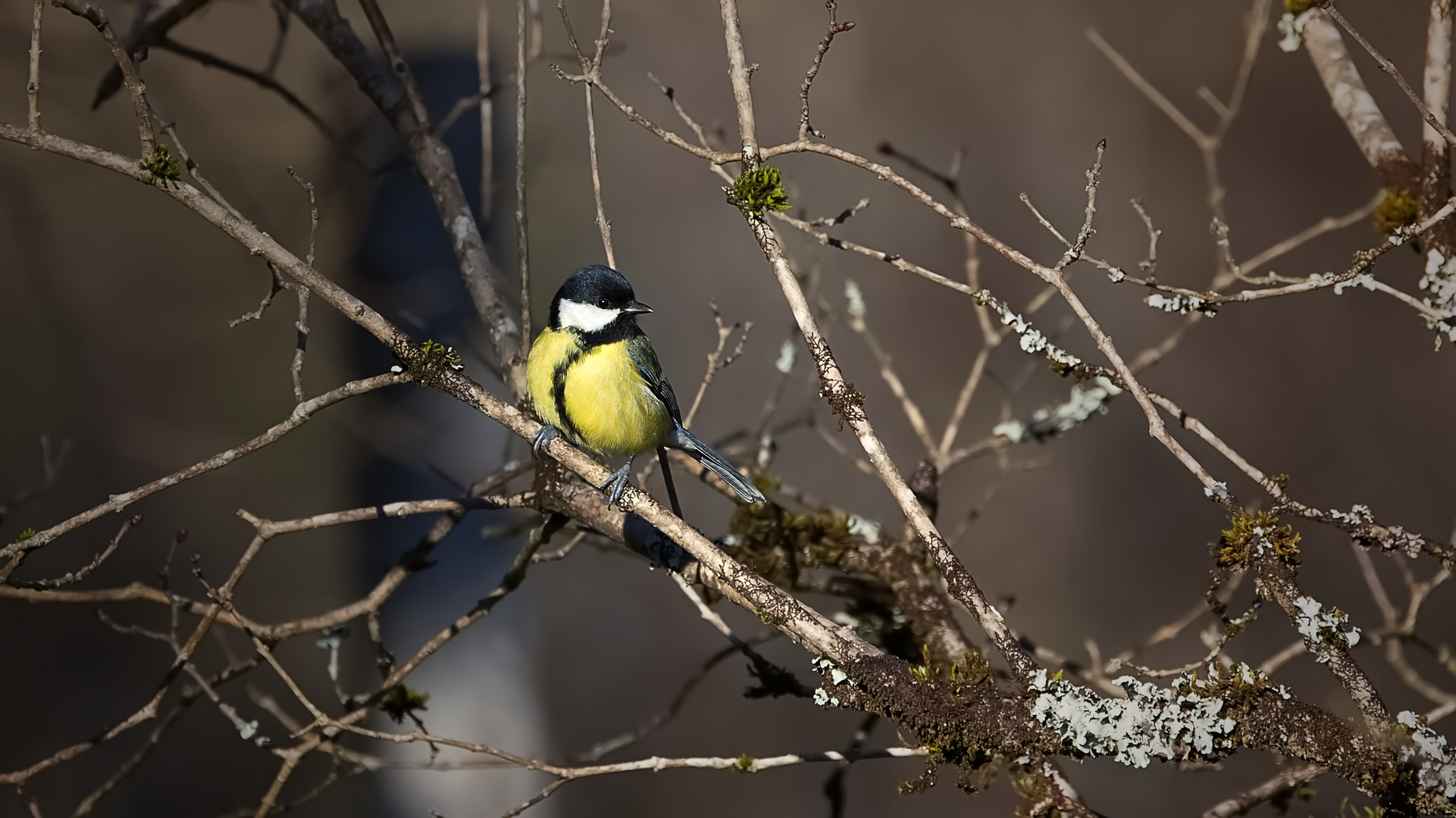 Mésange charbonnière