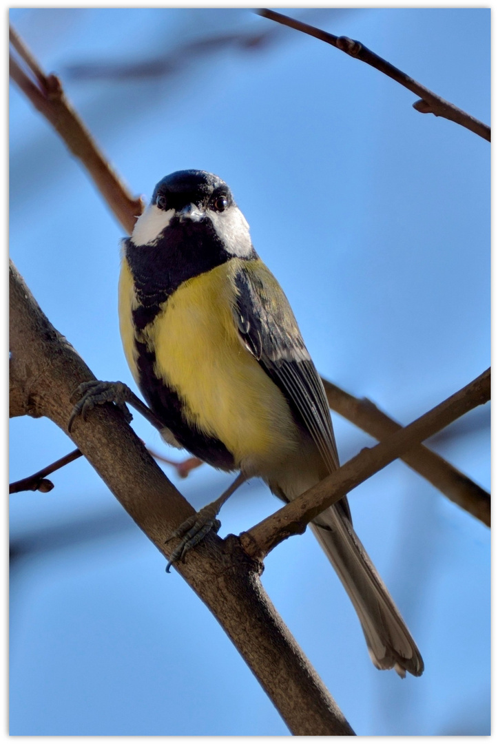 Mésange charbonniere