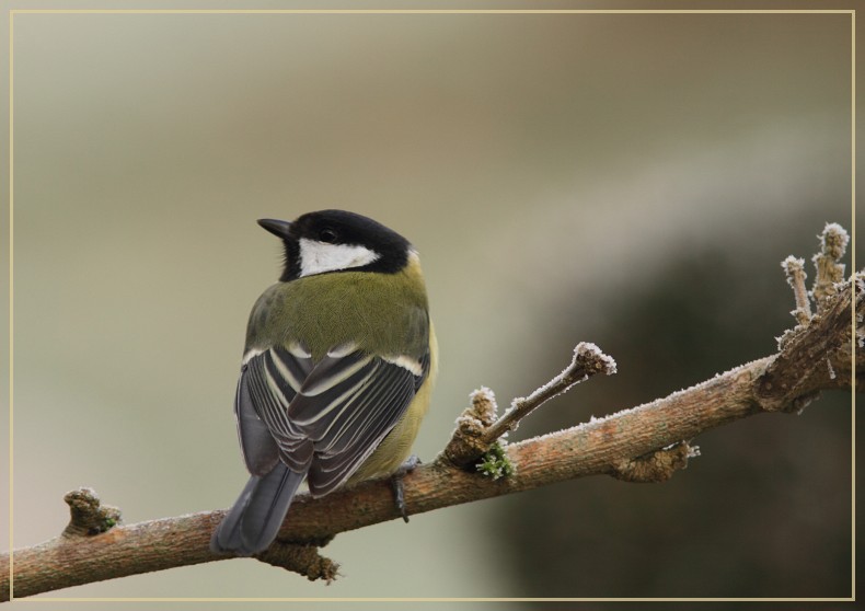 mésange charbonnière