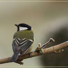 mésange charbonnière