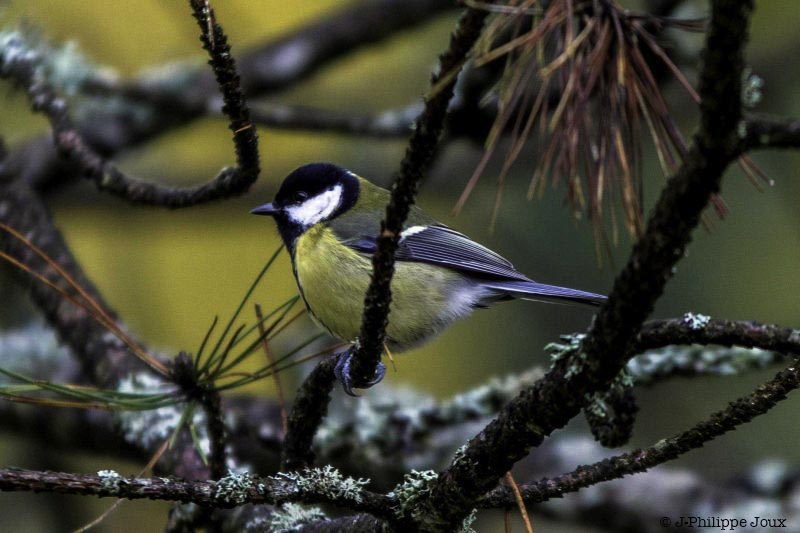 Mésange charbonnière -