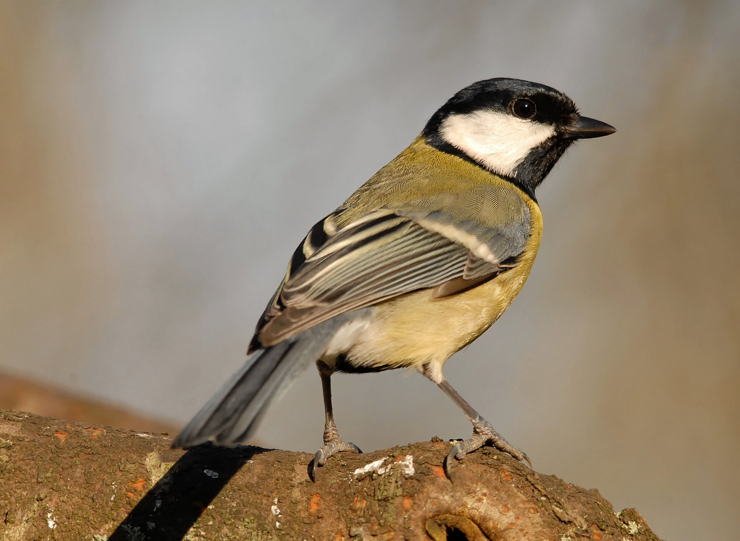 Mésange charbonnière femelle (1)