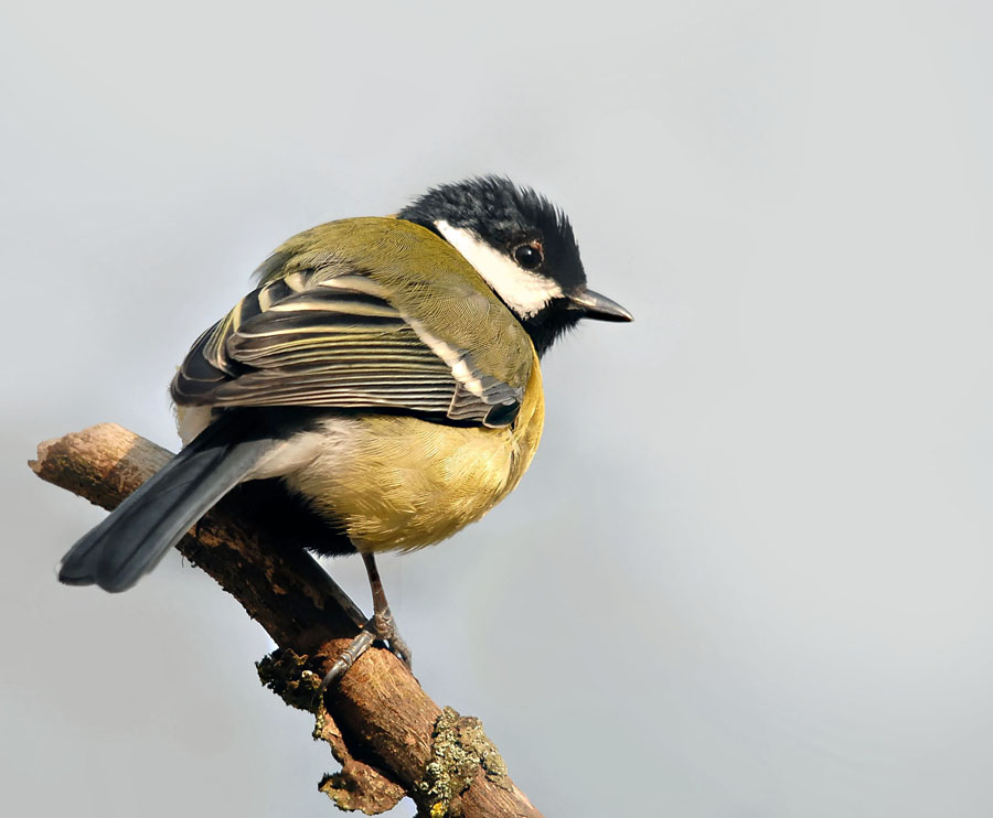 Mésange charbonnière ( femelle )