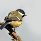 Mésange charbonnière ( femelle )