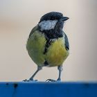 Mésange Charbonnière femelle