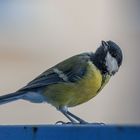 Mésange Charbonnière femelle