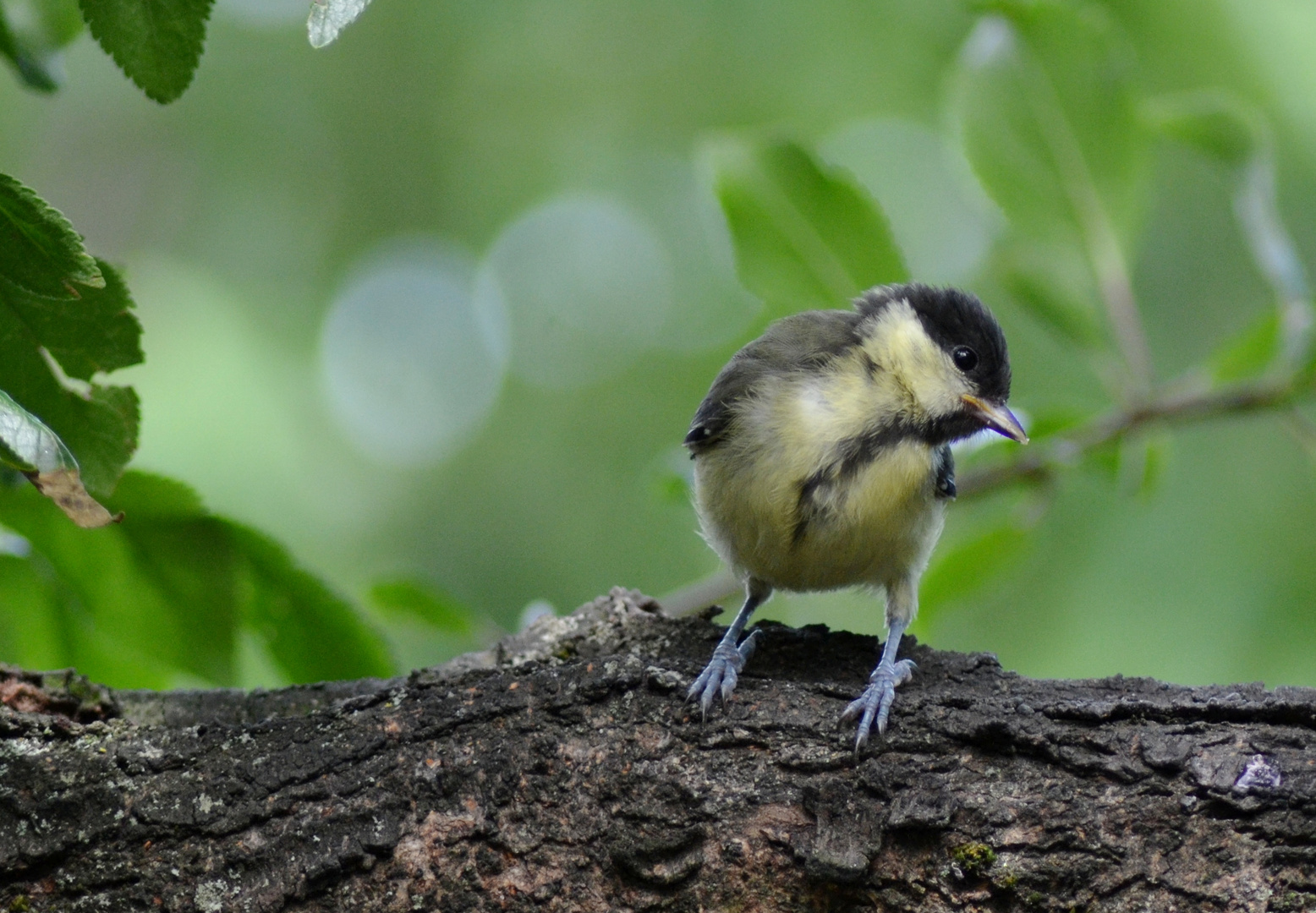 mésange charbonnière juvénile