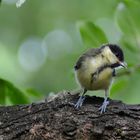 mésange charbonnière juvénile