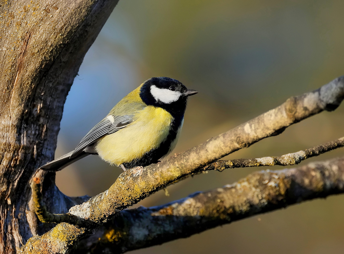 Mésange charbonnière - Kohlmeise ( M )