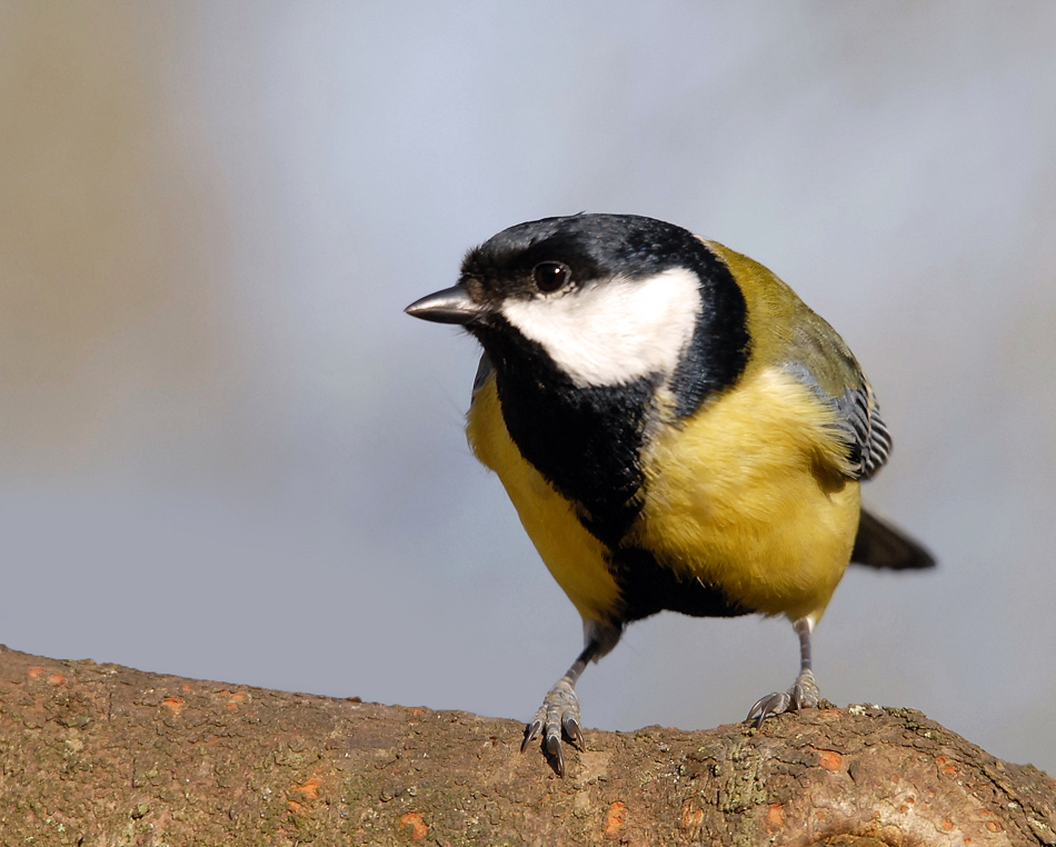 Mésange charbonnière ( mâle )