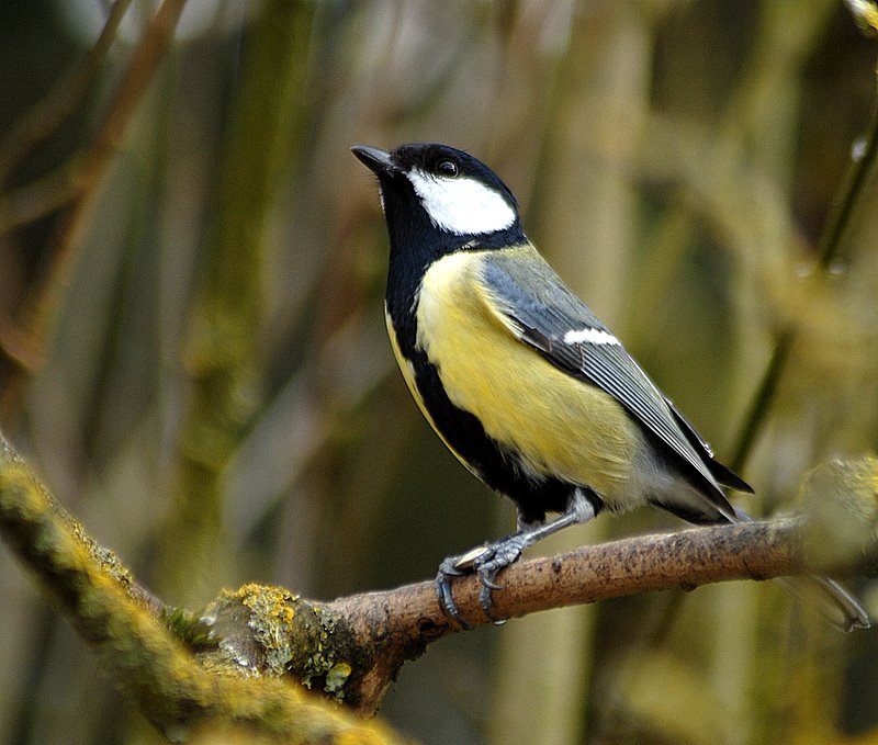 Mésange charbonnière (mâle) -1