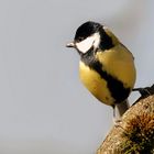 Mésange charbonnière mâle (2)