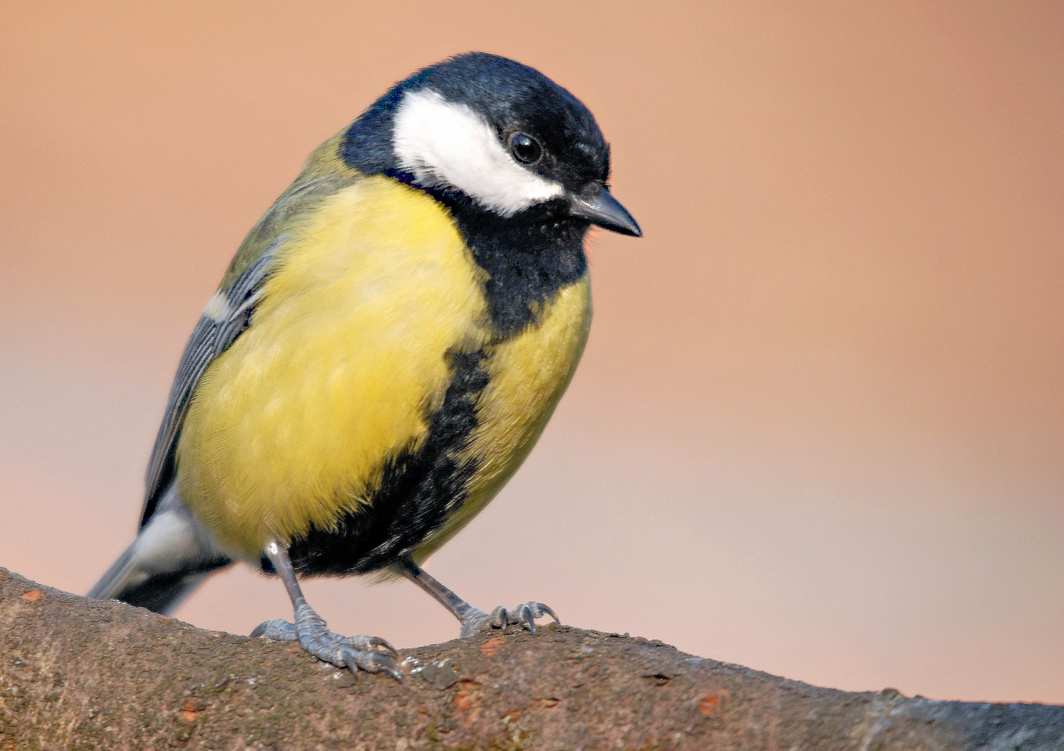 Mésange charbonnière mâle