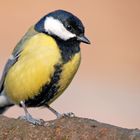 Mésange charbonnière mâle