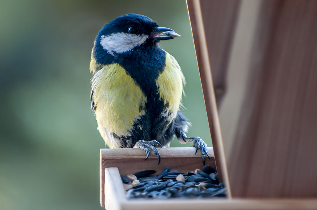 Mésange Charbonnière mâle