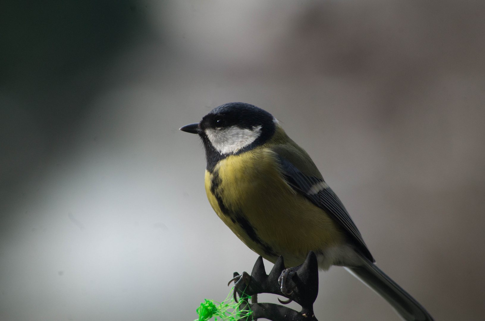 mésange charbonnière - mon petit jardin