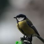 mésange charbonnière - mon petit jardin