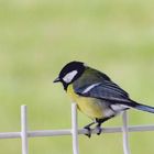 Mésange charbonnière profite quelques instants de repos