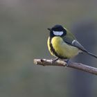 Mésange charbonnière se réchauffant au soleil