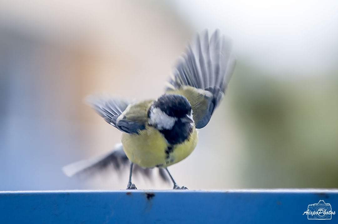 Mésange Charbonnière un peu floue