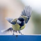 Mésange Charbonnière un peu floue