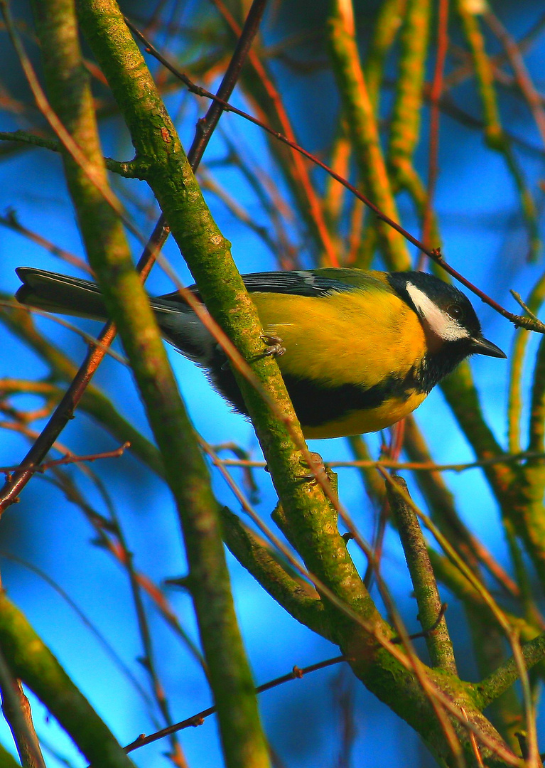 Mésange charbonnière2