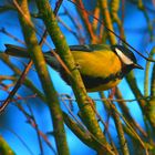 Mésange charbonnière2