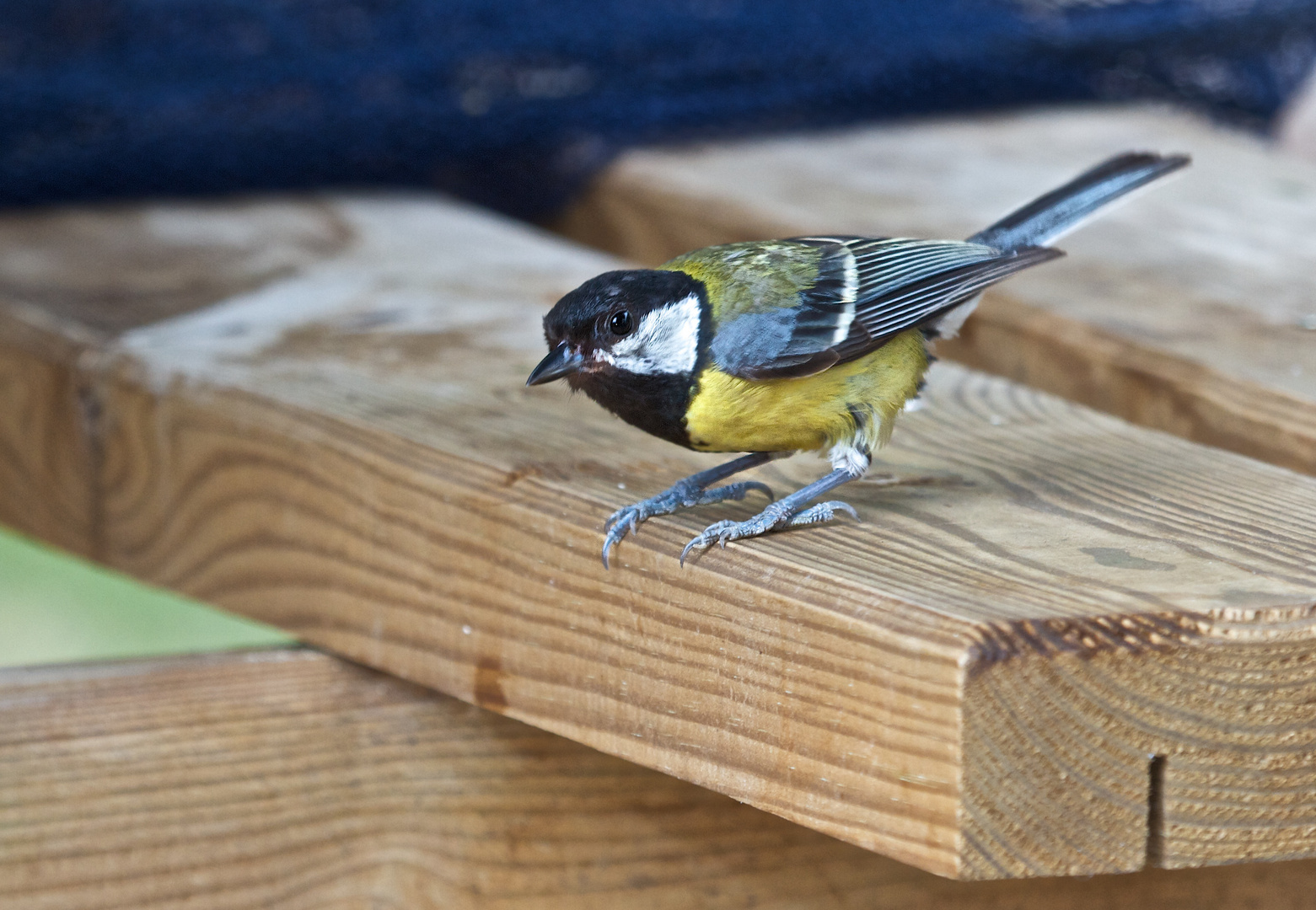 mésange chardonniere