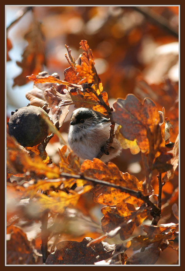 Mésange d'automne