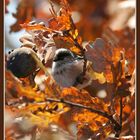 Mésange d'automne