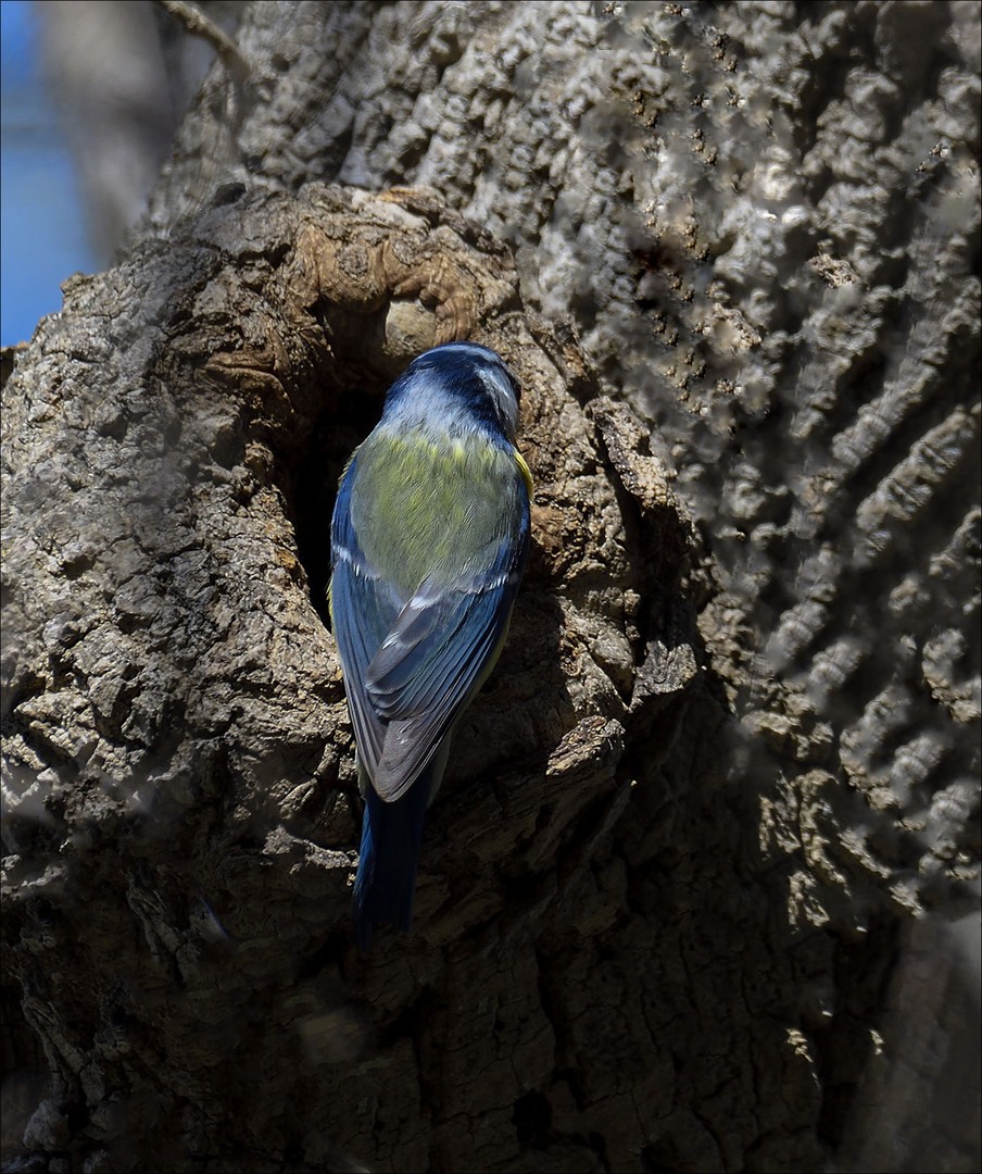 Mésange de dos avec son beau plumage