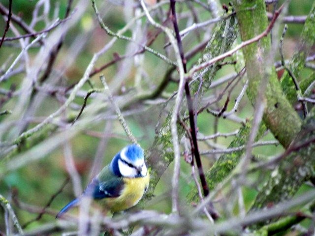 Mésange de mon jardin