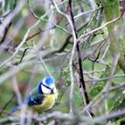 Mésange de mon jardin