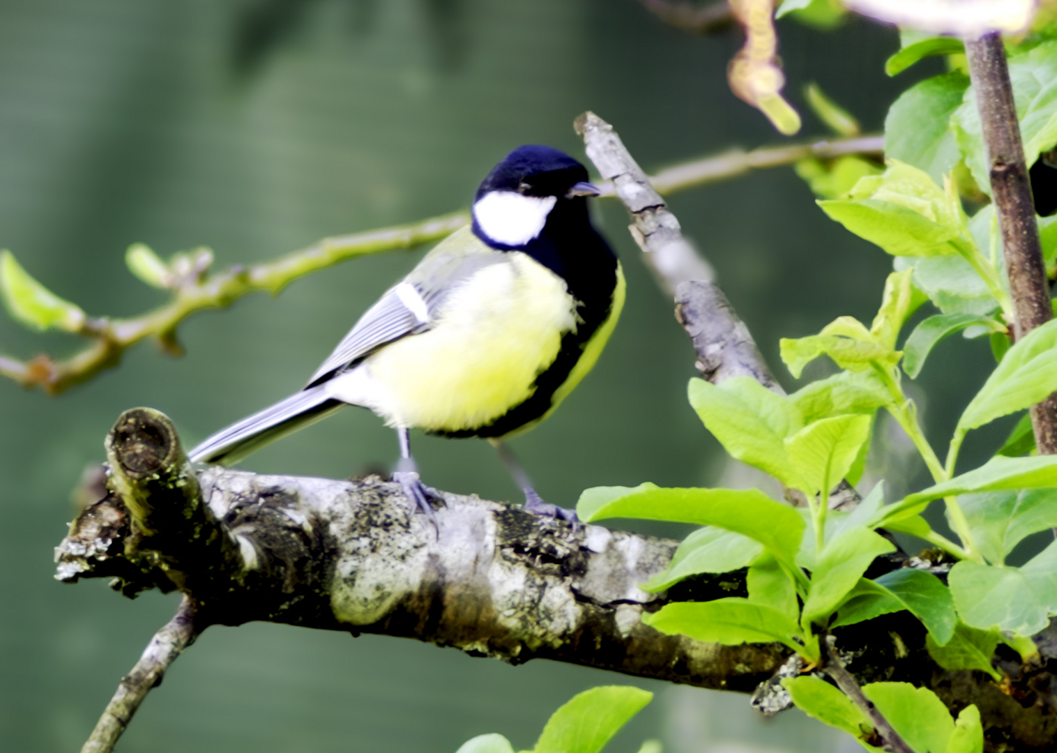 Mésange du jardin