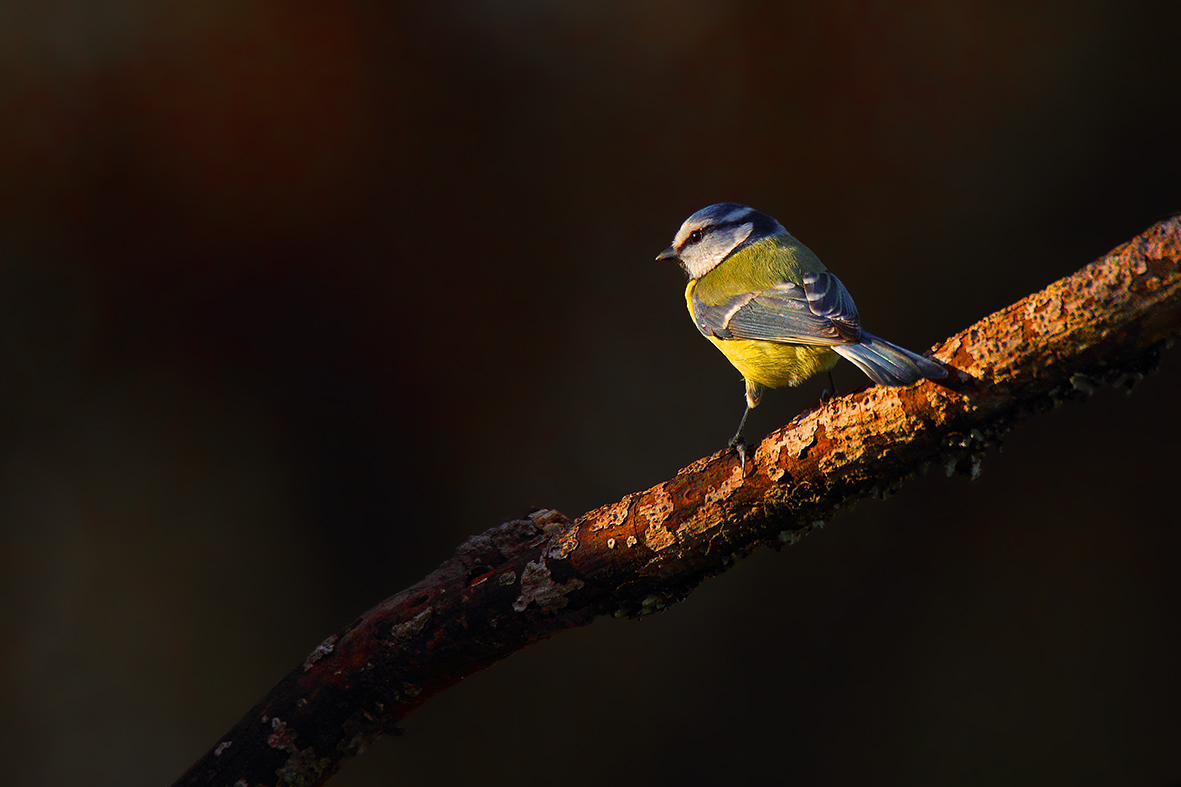 ...Mésange d'un soir d'hiver...