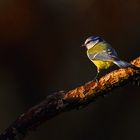 ...Mésange d'un soir d'hiver...