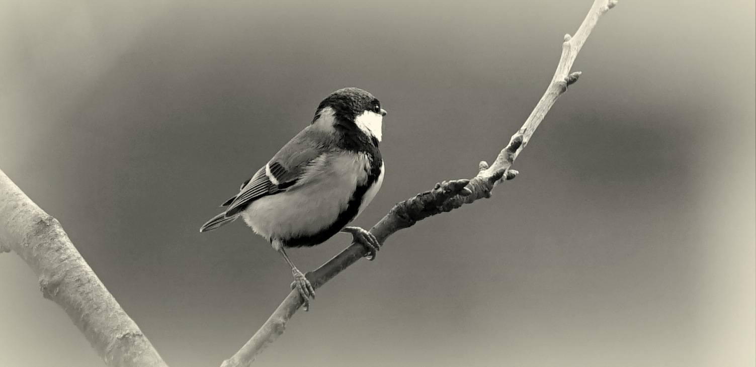 Mésange en noir et blanc