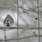 Mésange en plein vent!