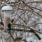 Mésange et moineau.