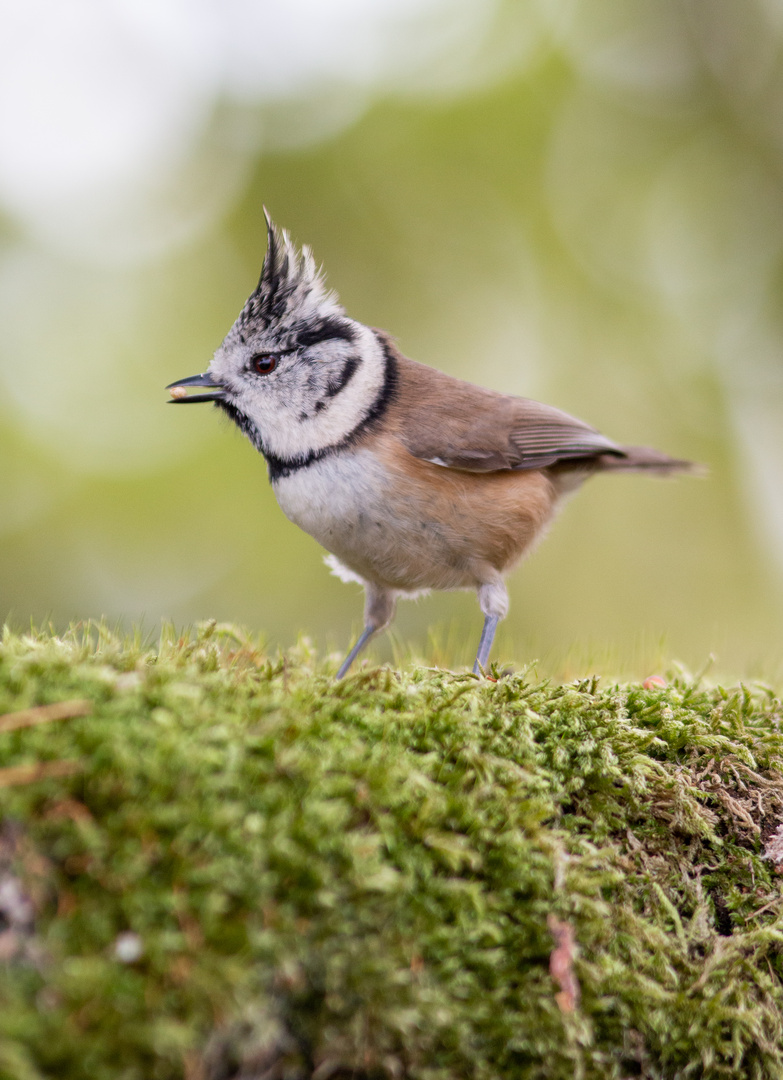 Mésange hupée