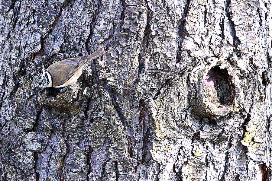 mésange huppé