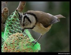 " Mésange huppée 1"