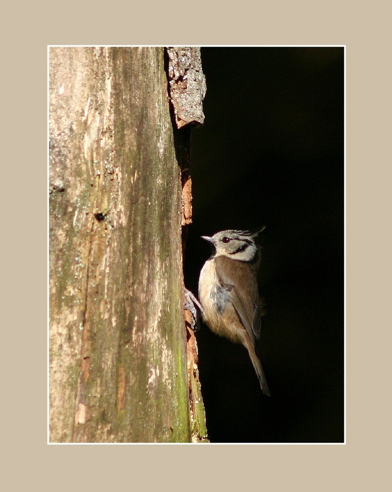 Mésange huppée